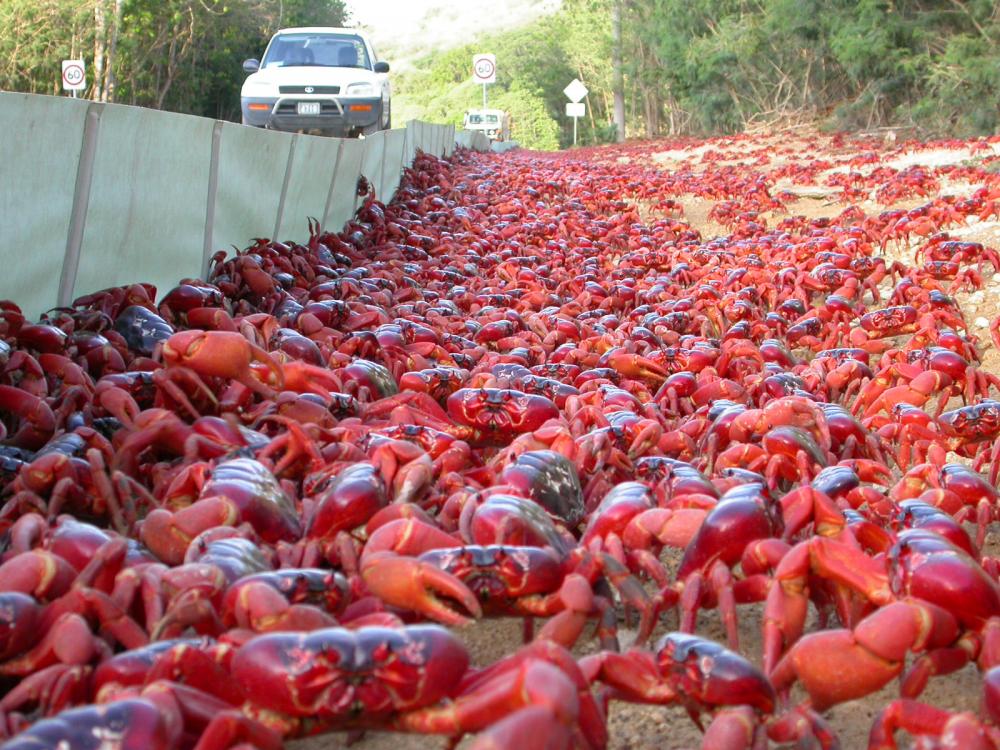 red-crab-migration-christmas-island-australia-woe1.jpg