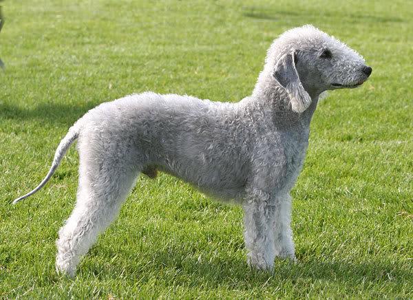 More information about "Bedlington Terriers"