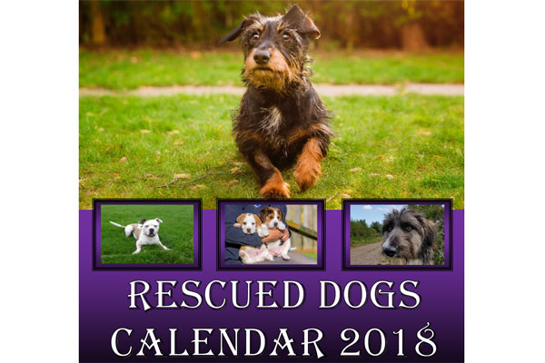 More information about "Rescue dogs to be stars of 2018 charity calendar"