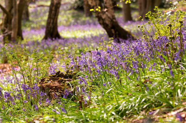 More information about "Where to see bluebells in Newcastle, Northumberland, Durham & Gateshead"