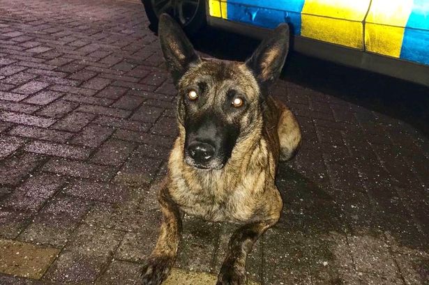 More information about "Police dog who tackled suspected thief in Bedlington rewarded with a late night burger"