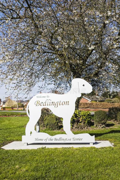 bedlington-terrier-sign-northumberland-uk-showing-149298533.jpg